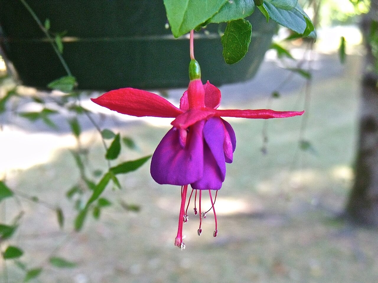 SAVORING THE BEAUTY