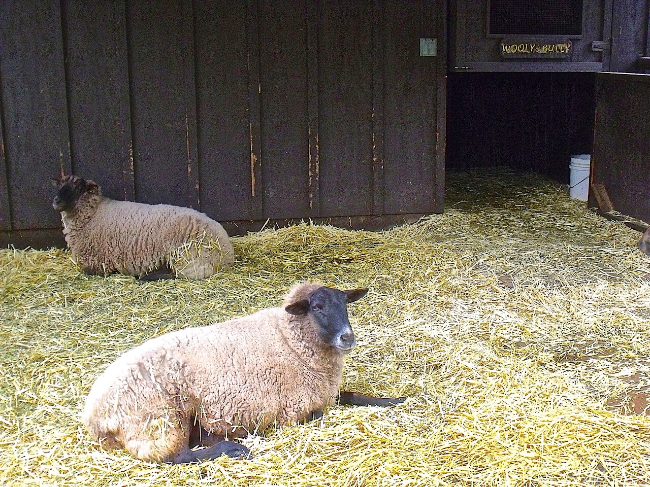THOUGHTS ABOUT THE SHEEPISH